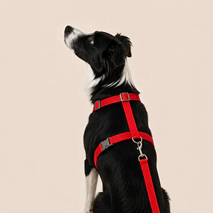 Set Arnés + correa de Tela para Perros Talla L Rojo