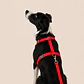 Set Arnés + correa de Tela para Perros Talla L Rojo - Miniatura 1