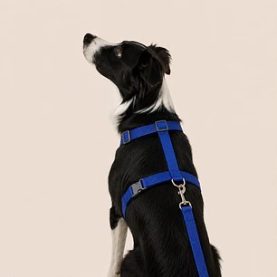 Set arnés + correa de Tela para Perros Talla L Azul