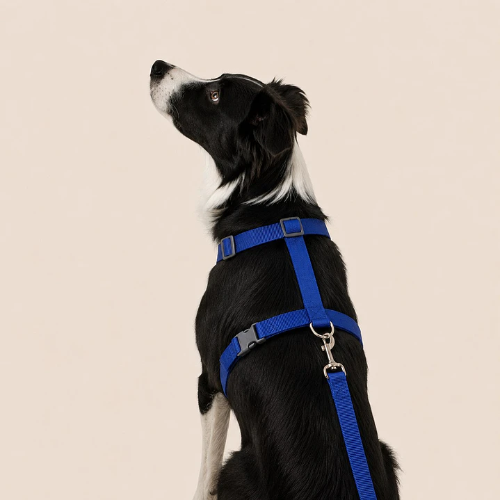 Set arnés + correa de Tela para Perros Talla L Azul 1