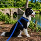Set arnés + correa de Tela para Perros Talla L Azul - Miniatura 3