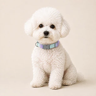 Collar Ajustable para Perros Talla S Lila y Turquesa
