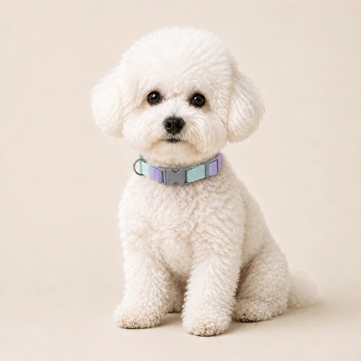 Collar Ajustable para Perros Talla S Lila y Turquesa 1