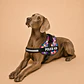 Arnés Chaleco Acolchado para Perros Talla 2XL – Triángulos Borde Curvo - Miniatura 2