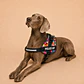 Arnés Chaleco Acolchado para Perros Talla 2XL – Triángulos Borde Ondulado - Miniatura 2