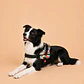 Arnés Chaleco Acolchado para Perros Talla XL – Triángulos de Colores - Miniatura 1
