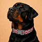 Collar Ajustable para Perros Talla XXL – ZigZag Rojo - Miniatura 1