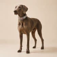 Collar Ajustable para Perros Talla XXL – ZigZag Multicolor - Miniatura 3