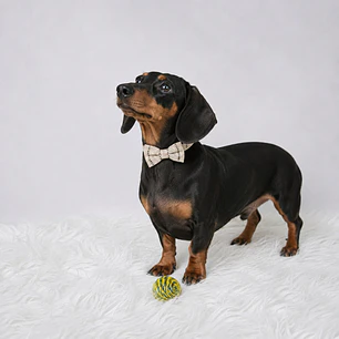 Collar con Corbatín de Brillos