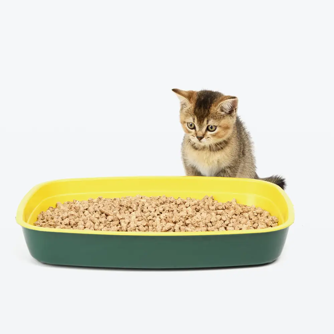 Demo - Litter (gato) 2