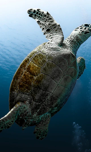 Tortuga