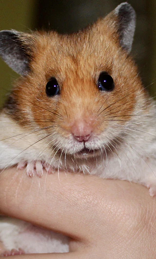 Hamster
