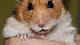 Hamster