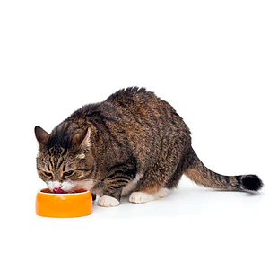 Gerolamo Pate Gato Adulto Sabor Carne - 300 Gramos - Alimento Humedo para gatos adultos