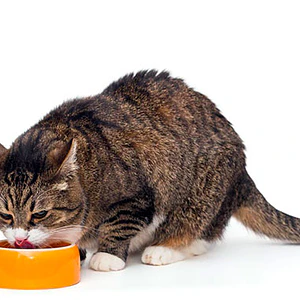 Gerolamo Pate Gato Adulto Sabor Percado e Higado - 300 Gramos - Alimento Humedo para gatos adultos