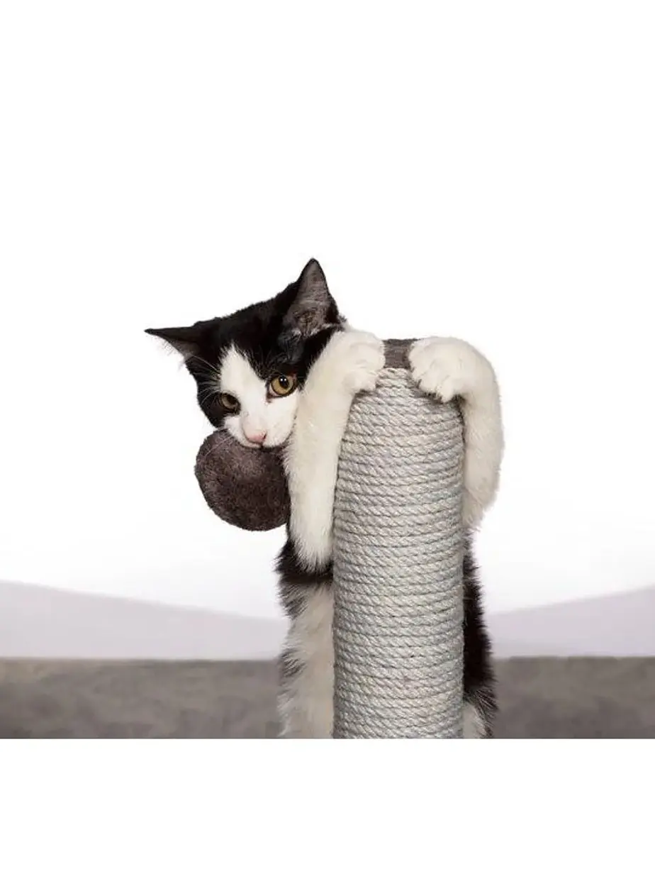 Rascador Tubo Prevue con Juguete para gatos - Rasguñador para gato 4