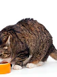 Proplan Gato Adulto 7+ 3 Kilos- Alimento Premium para gatos - Miniatura 2