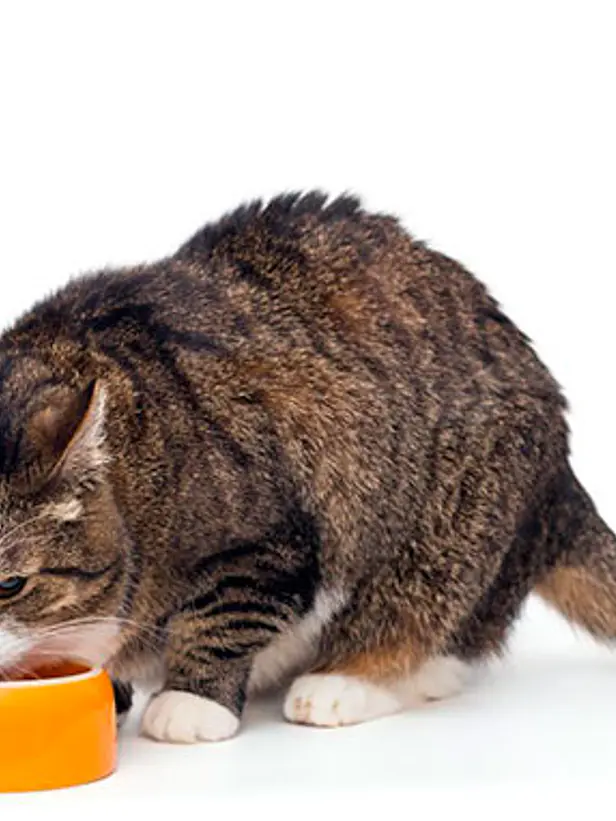 Proplan Gato Kitten- Alimento Premium para gatos 2