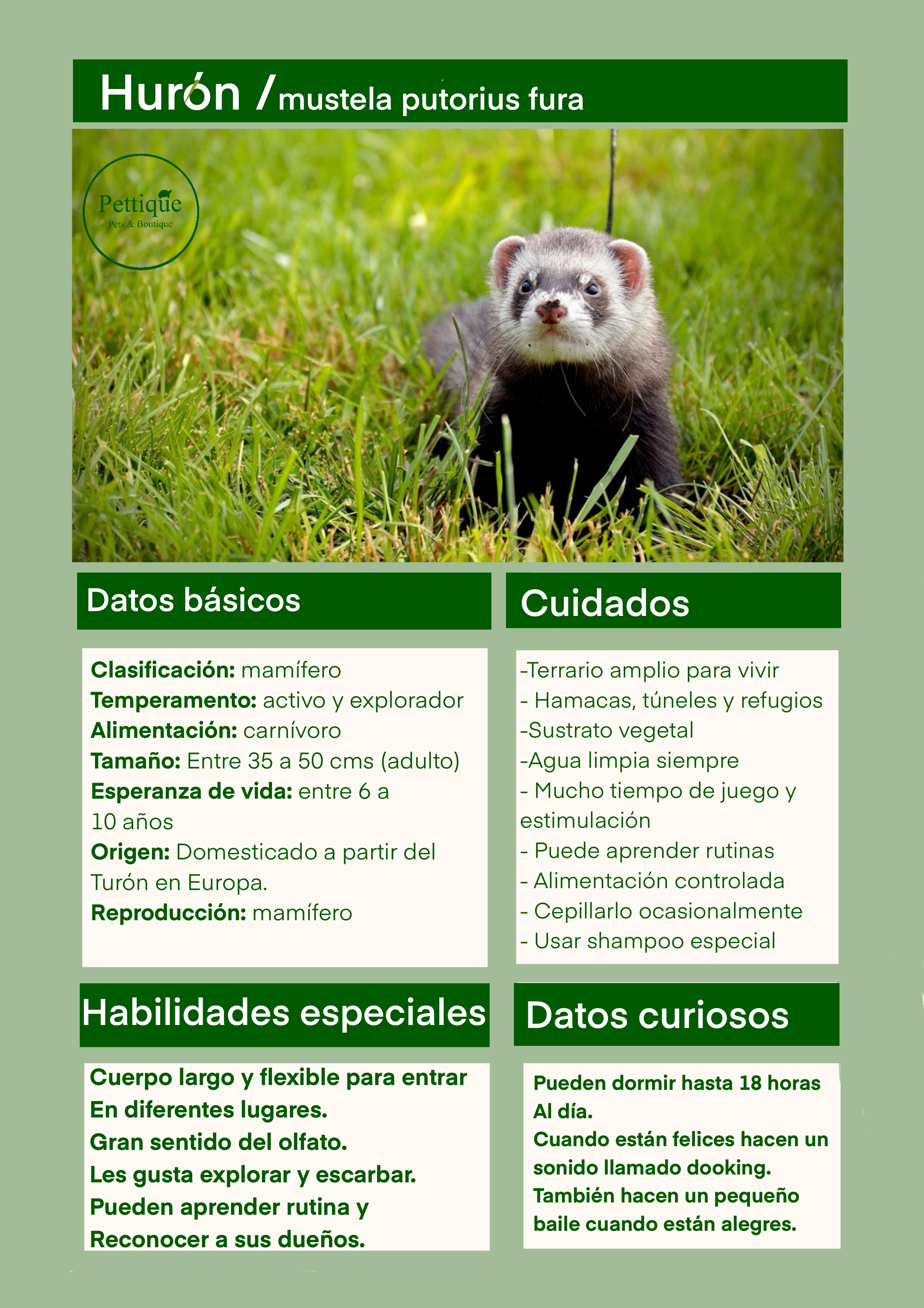 Ficha de cuidado hurón 