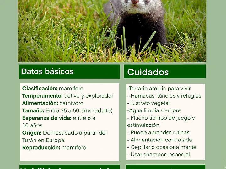 Ficha de cuidado hurón 