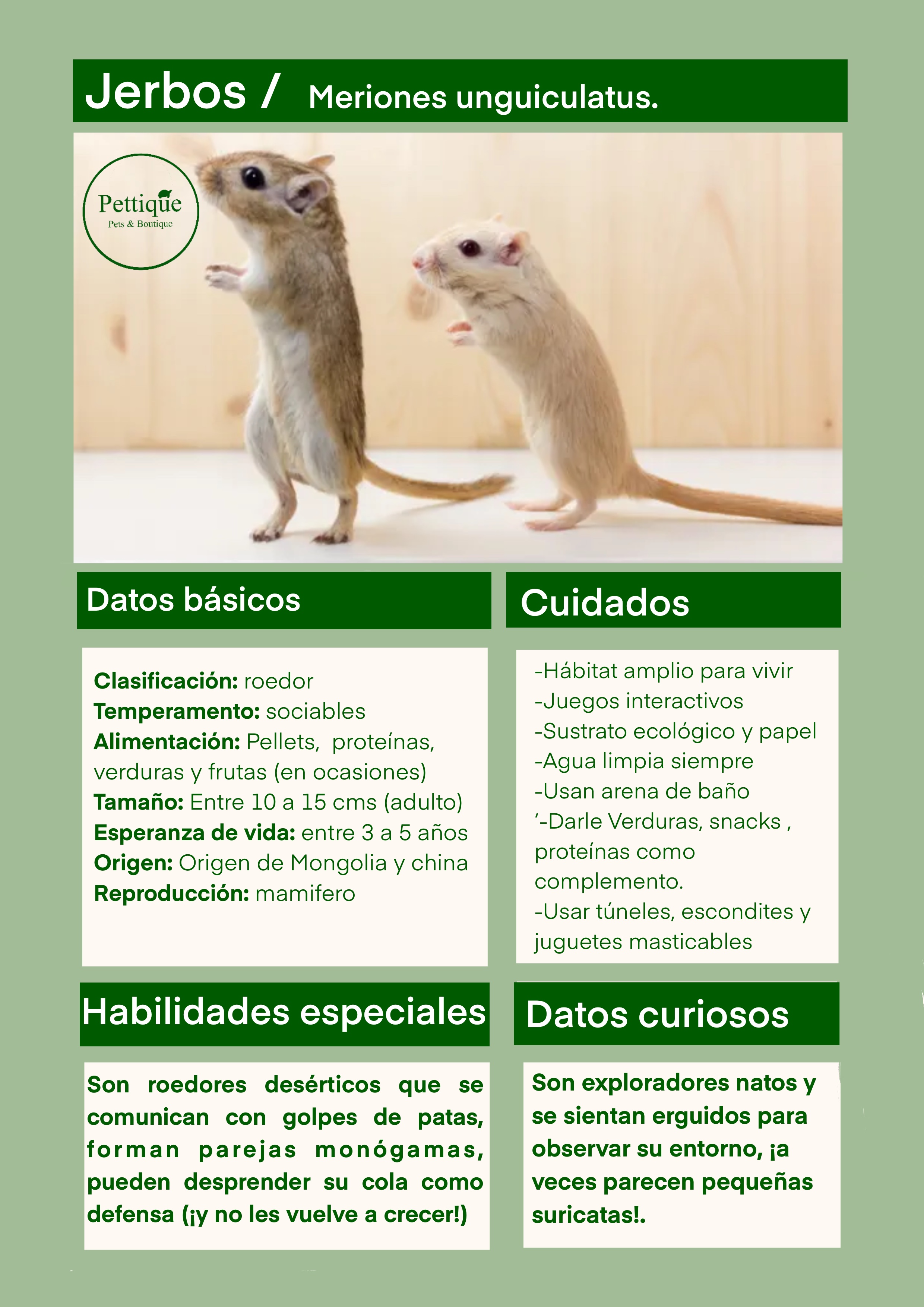 Ficha de cuidado jerbo