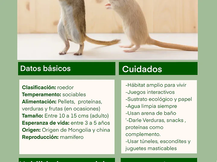 Ficha de cuidado jerbo