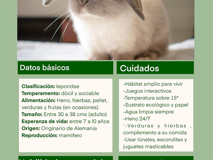 Ficha de cuidado conejo mini lop