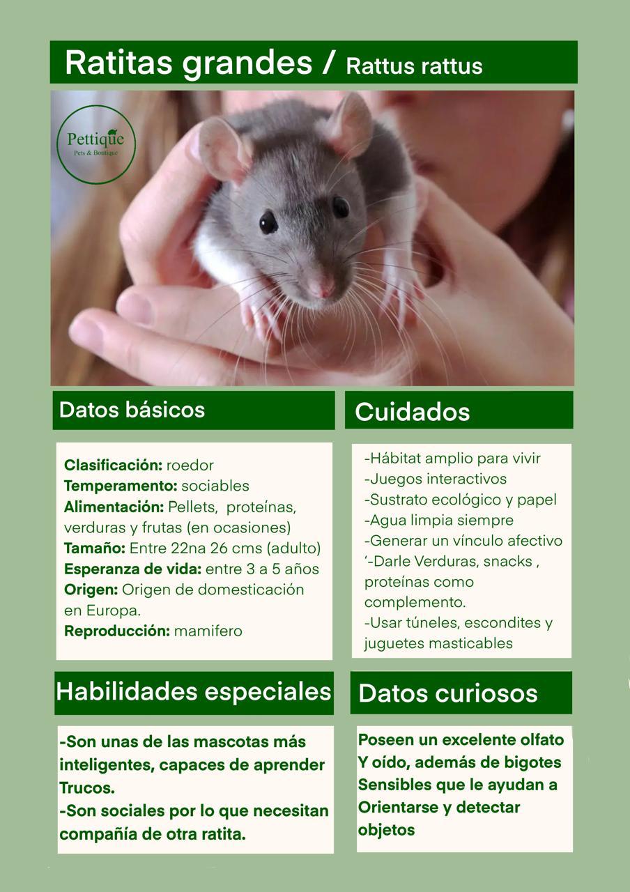 Ficha de cuidado ratas 