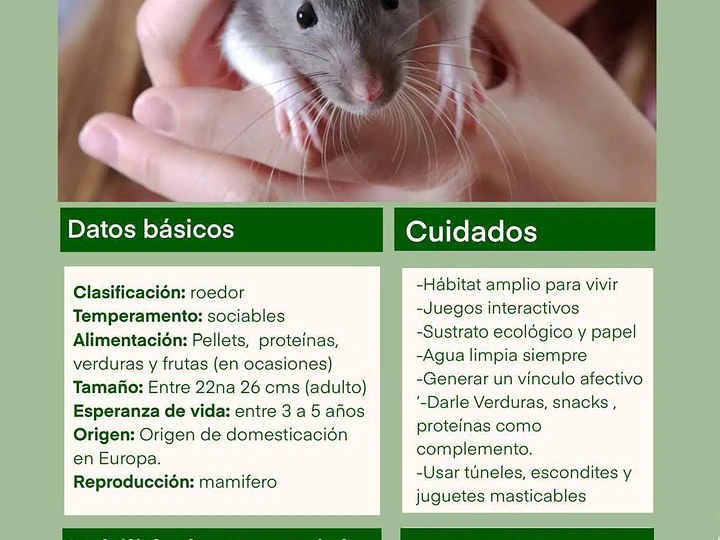 Ficha de cuidado ratas 