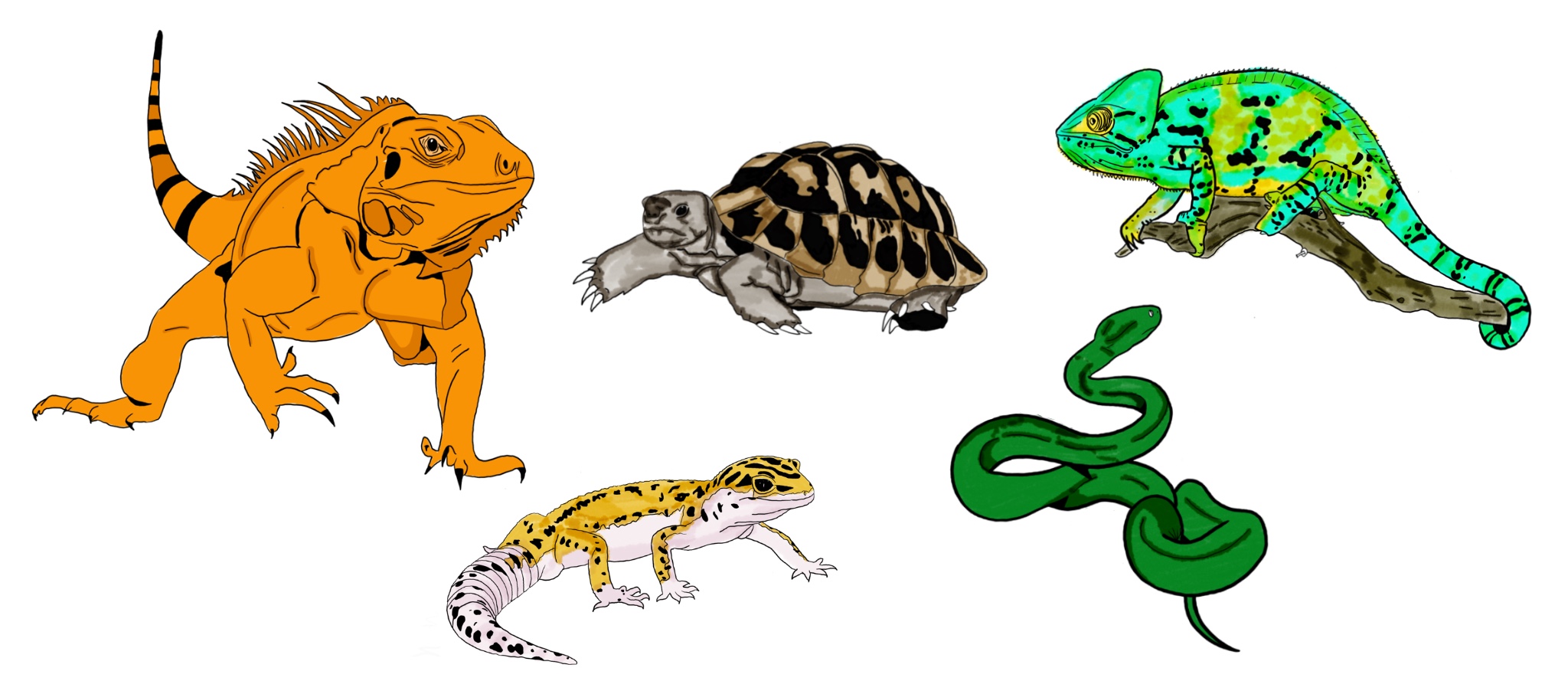 Reptiles