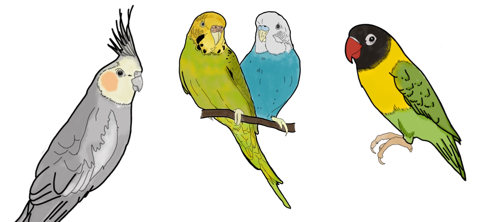 Aves