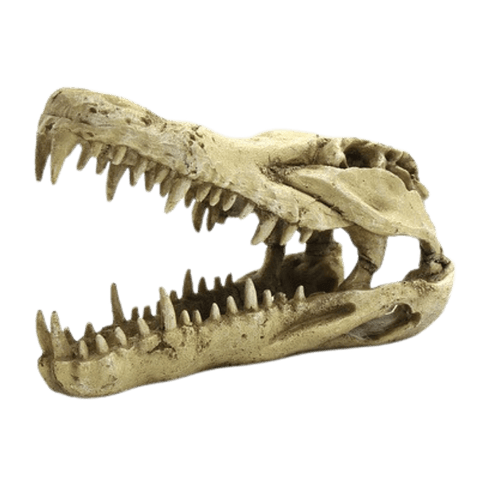 Cráneo dinosaurio para acuario o terraro