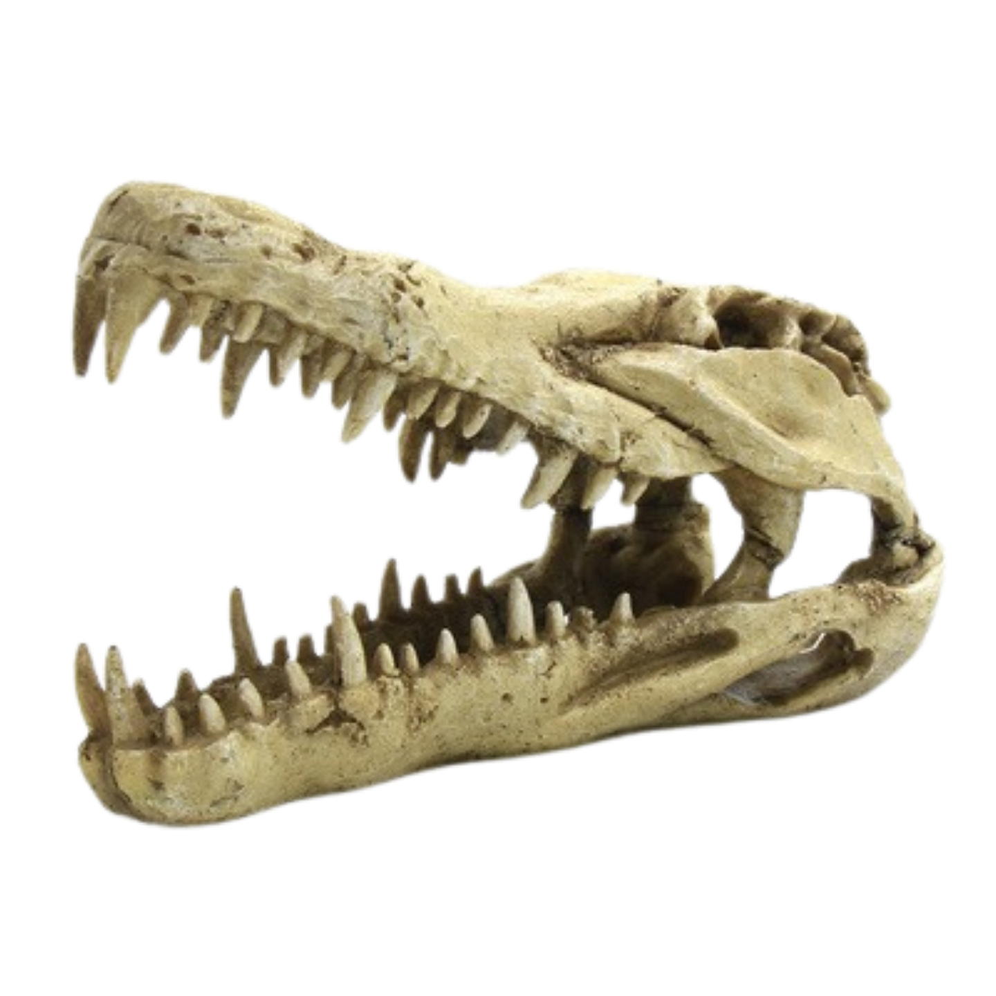 Cráneo dinosaurio para acuario o terraro 1