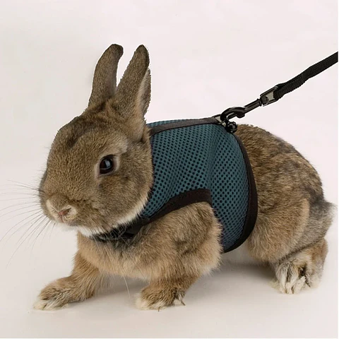 Arnés pequeña mascota talla L