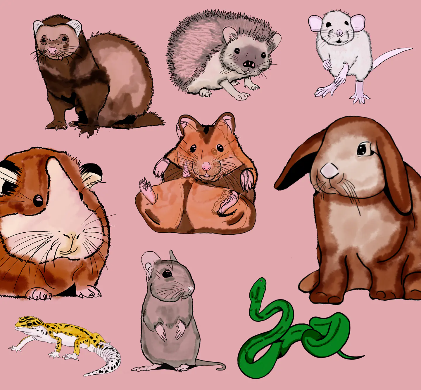 Aprende sobre nuestras mascotas