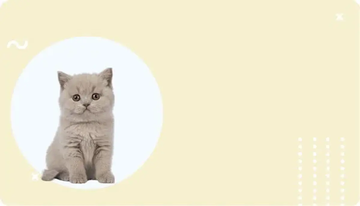 Gatos