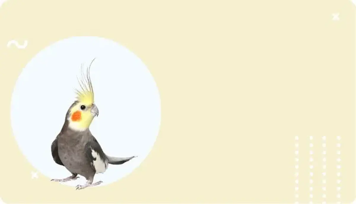 Aves