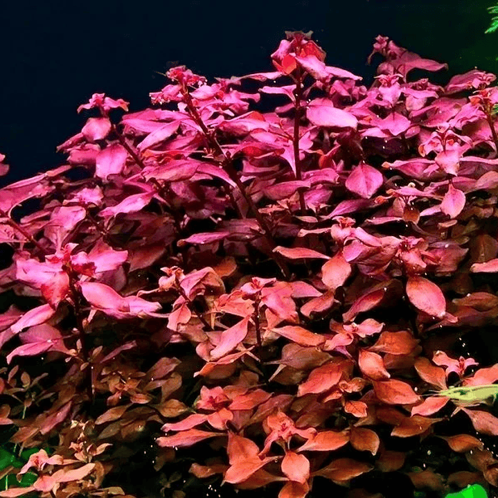 Ludwigia repens super red 1