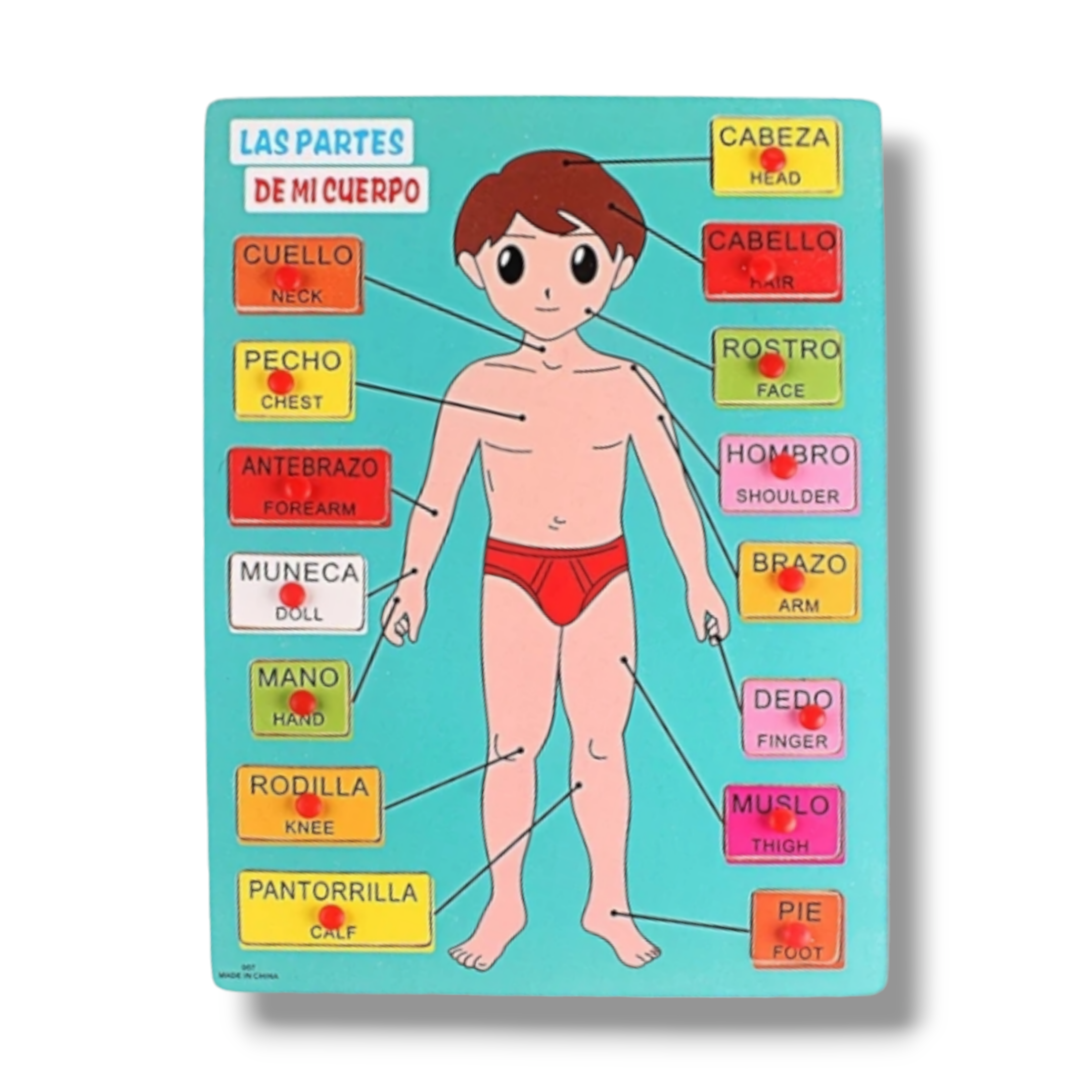 Partes del cuerpo humano - 15 Piezas de Madera - Montessori 7