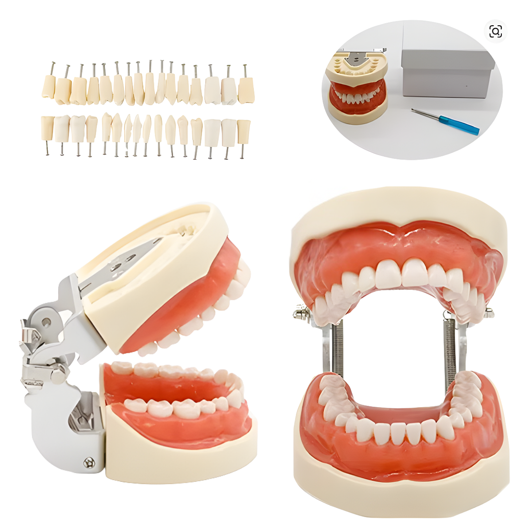 Modelo Dental de Enseñanza 32 Dientes – Typodont Educativo 1