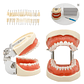 Modelo Dental de Enseñanza 32 Dientes – Typodont Educativo - Miniatura 1