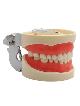Modelo Dental de Enseñanza 32 Dientes – Typodont Educativo