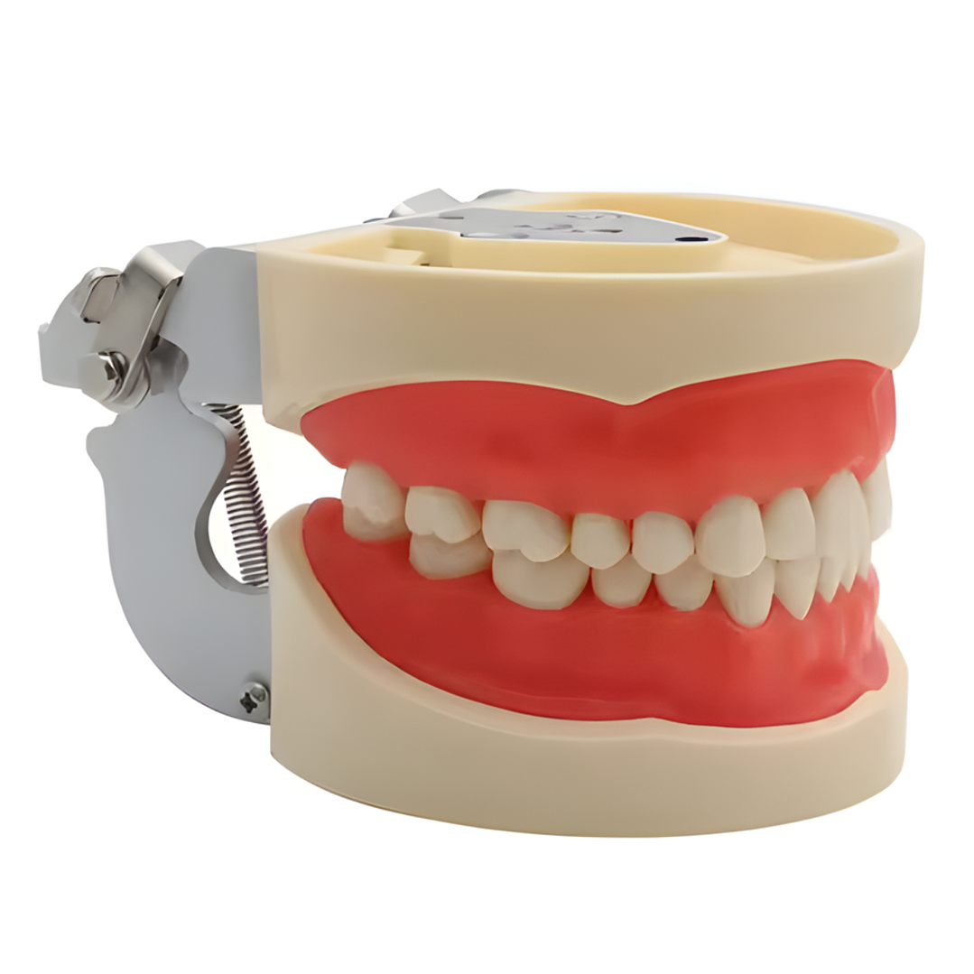 Modelo Dental de Enseñanza 32 Dientes – Typodont Educativo 2