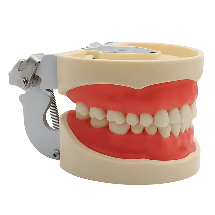 Modelo Dental de Enseñanza 32 Dientes – Typodont Educativo 2