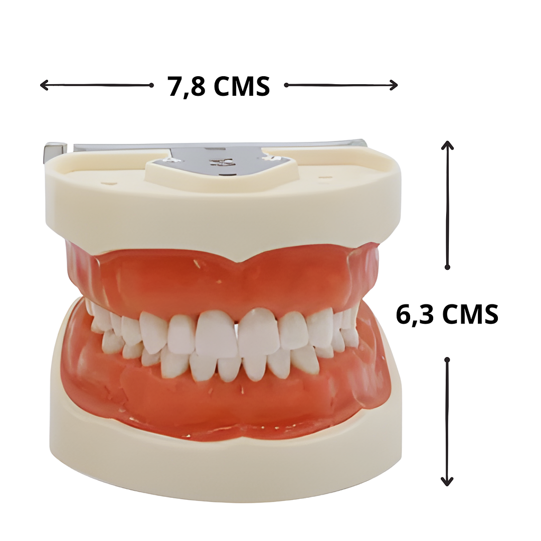 Modelo Dental de Enseñanza 32 Dientes – Typodont Educativo 3