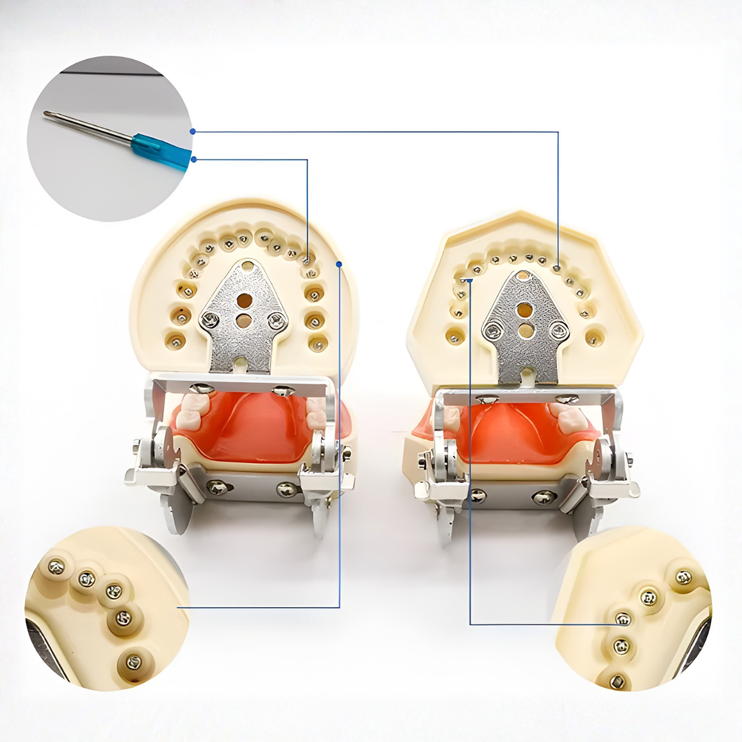 Modelo Dental de Enseñanza 32 Dientes – Typodont Educativo 4