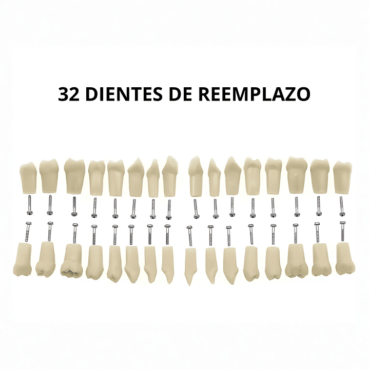 Modelo Dental de Enseñanza 32 Dientes – Typodont Educativo 5