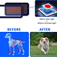 Cinturón de terapia de luz infrarroja roja para mascotas, dispositivo de terapia láser frío portátil de longitud de onda de 660 y 850nm para alivio del dolor de perros y artritis - thumbnail 4