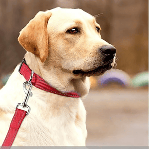 Correa Reflectante para Collar de Perro con Collar Ajustable de Nailon de Seguridad y Correa de Tracción para Mascotas, Apta para Mascotas Pequeñas y Medianas