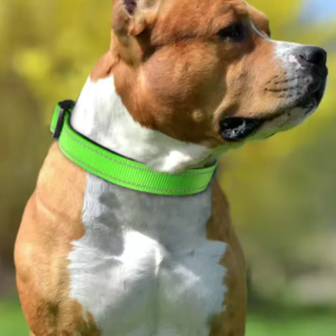 Correa Reflectante para Collar de Perro con Collar Ajustable de Nailon de Seguridad y Correa de Tracción para Mascotas, Apta para Mascotas Pequeñas y Medianas 13